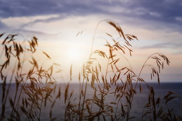 Трава на заході сонця — стокове фото