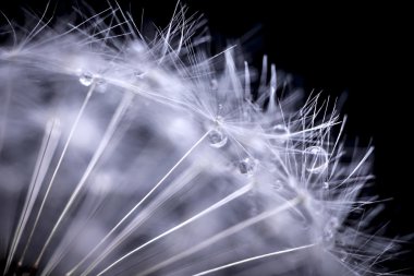 karahindiba tohum makro