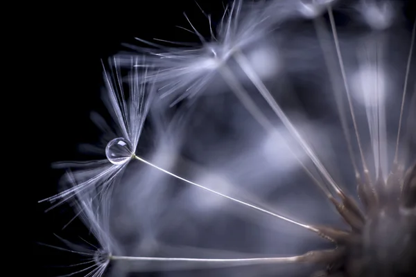 Dandelion seeds macro — Stock Photo, Image