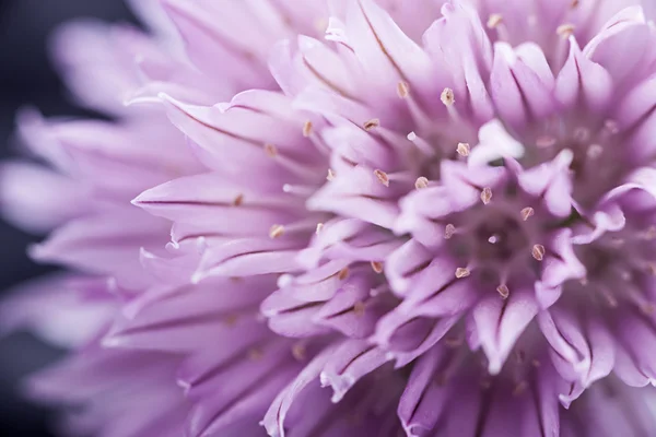 Lila gräslök blomma — Stockfoto