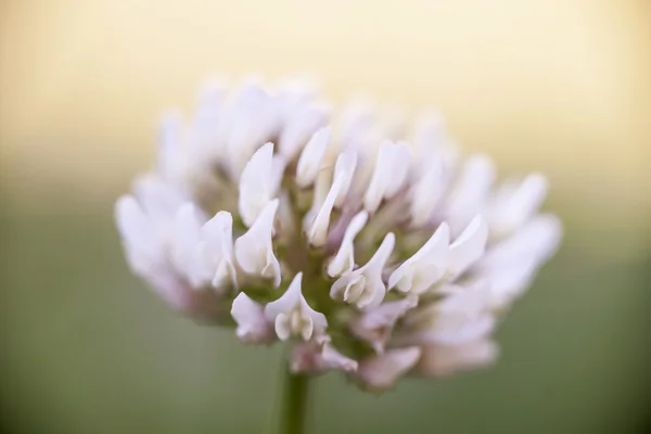 Trifoglio fiore primo piano — Foto Stock