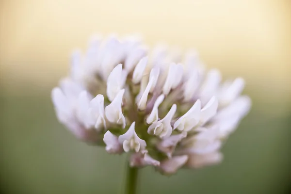 Trébol flor primer plano —  Fotos de Stock