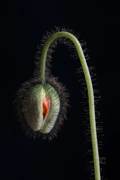 Budding poppy flower — Stock Photo, Image