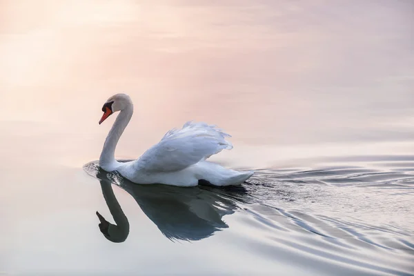 Cigno bianco sul lago — Foto Stock