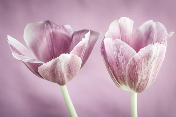 Dva tulipán květy — Stock fotografie