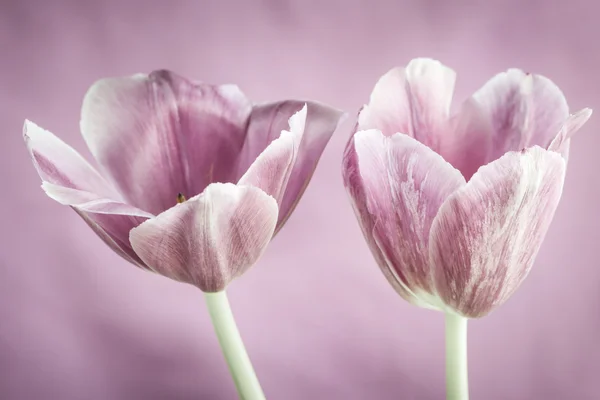 Dos flores de tulipán —  Fotos de Stock