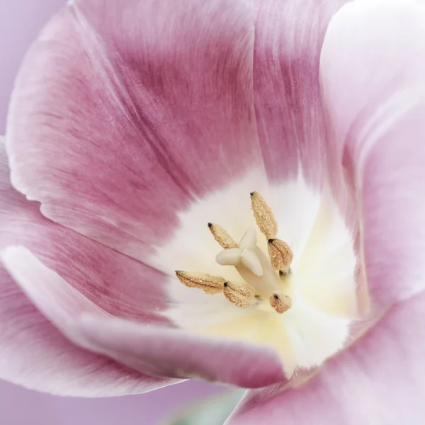 Macro tulipa rosa — Fotografia de Stock