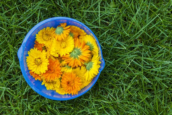 Calendula çiçekler bir kase — Stok fotoğraf