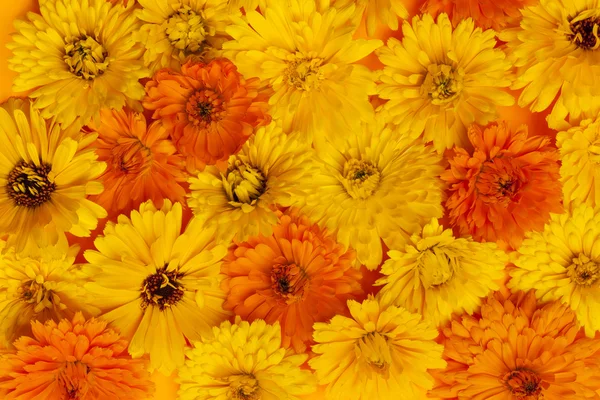 Calendula flowers background — Stock Photo, Image