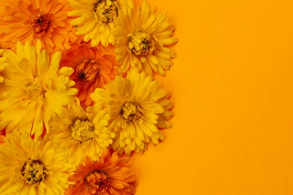 Calendula flowers background — Stock Photo, Image