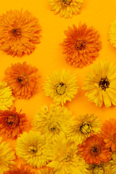 Calendula flowers background