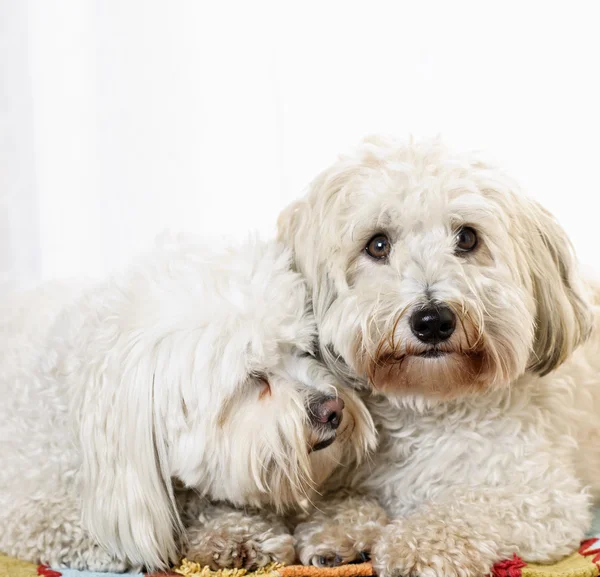 Iki pamuk de tulear köpekler — Stok fotoğraf