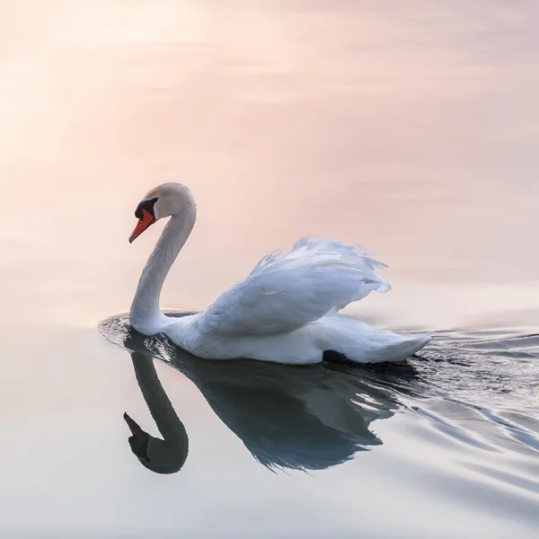 Cisne blanco en el lago — Foto de Stock