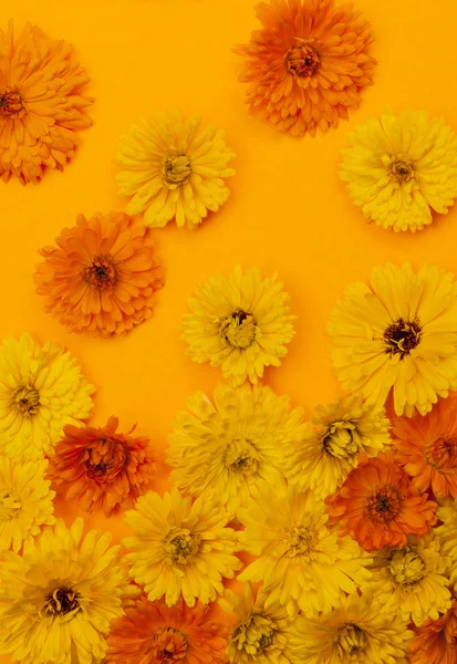 Calendula flowers background — Stock Photo, Image