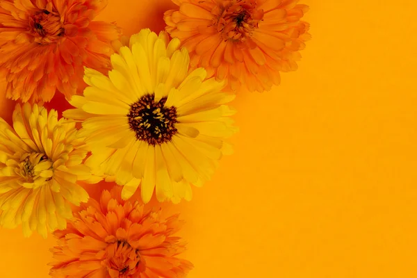 カレンデュラの花背景 — ストック写真
