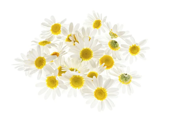 Pile of fresh chamomile flowers — Stock Photo, Image