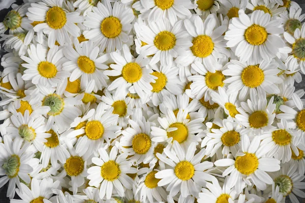 Achtergrond van kamille bloemen — Stockfoto