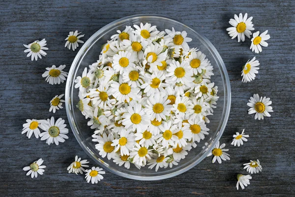 Fleurs de camomille dans un bol — Photo