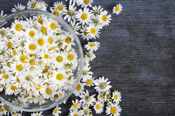 Chamomile flowers in bowl — Stock Photo, Image