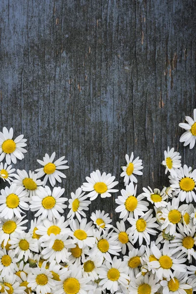 Čerstvý heřmánkový květ — Stock fotografie