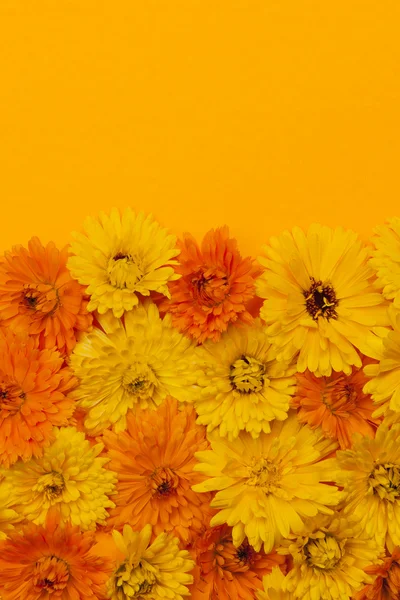 Calendula flowers background — Stock Photo, Image