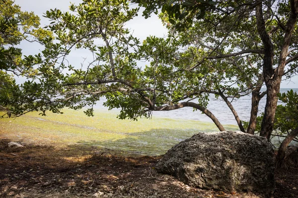 Bosque de manglares en Florida —  Fotos de Stock