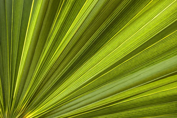 Пальмовый лист крупным планом — стоковое фото