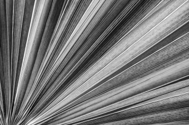 palmiye yaprağı doku