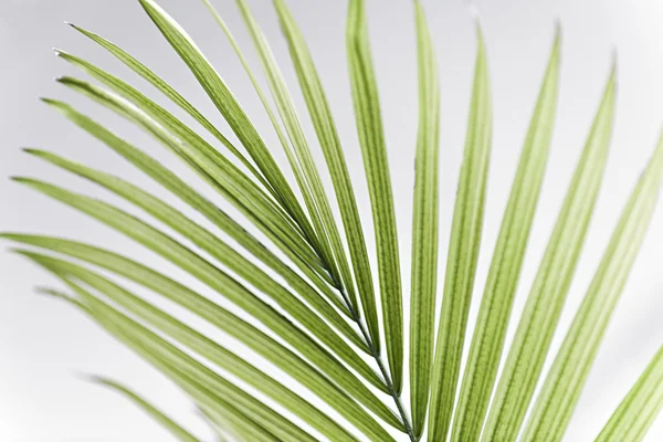 Palm leaf closeup — Stock Photo, Image