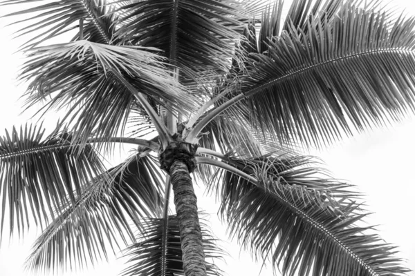 Pohon palem dalam hitam dan putih — Stok Foto