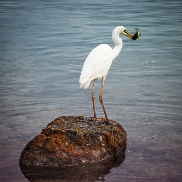 Great white heron with fish — Stock Photo, Image