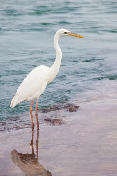 Great white heron — Stock Photo, Image