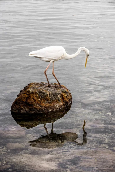 Great white heron — Stock Photo, Image