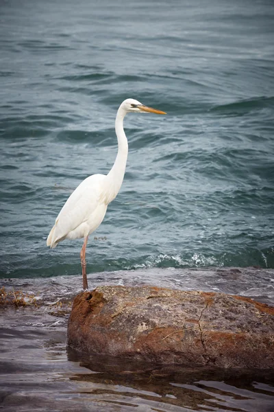 Great white heron — Stock Photo, Image