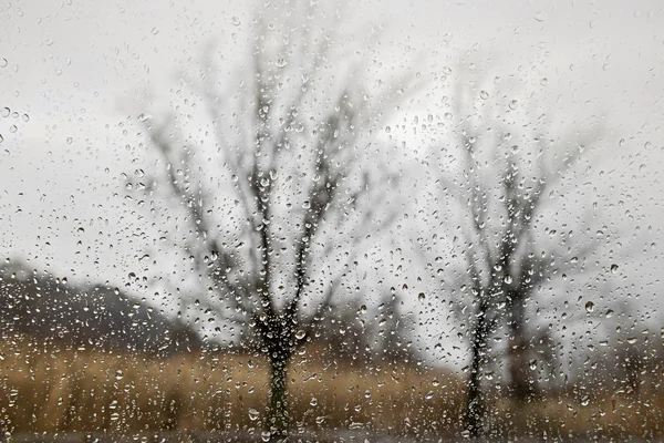 Rainy day trees — Stock Photo, Image