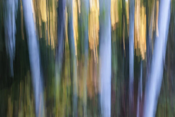 Light in evening forest — Stock Photo, Image