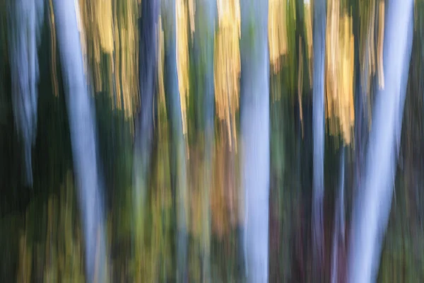 Lumière dans la forêt du soir — Photo