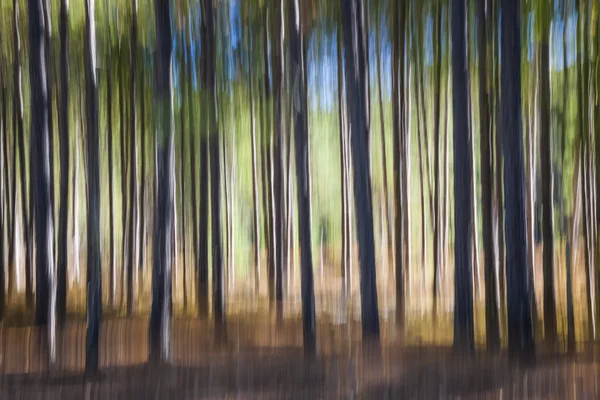 Анотація сосновий ліс — стокове фото