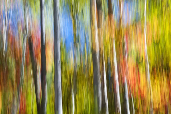 Arbres forestiers d'automne colorés — Photo