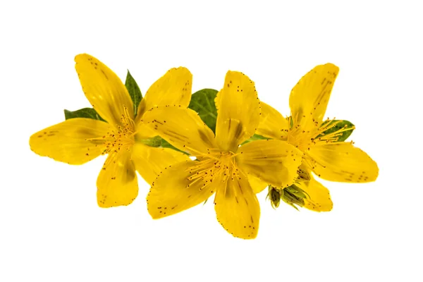 St. John's wort virágok — Stock Fotó