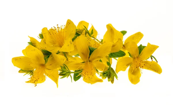 St. John's wort virágok — Stock Fotó