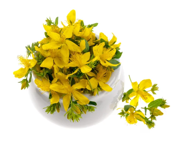 St John's wort çiçekler — Stok fotoğraf