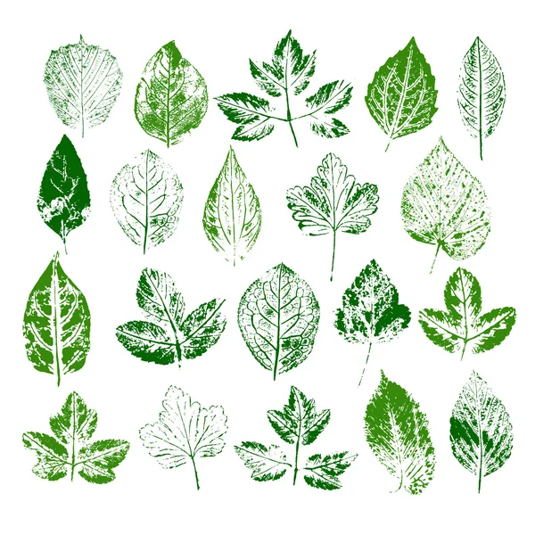 Paint stamps of different leaves set — Stock Vector