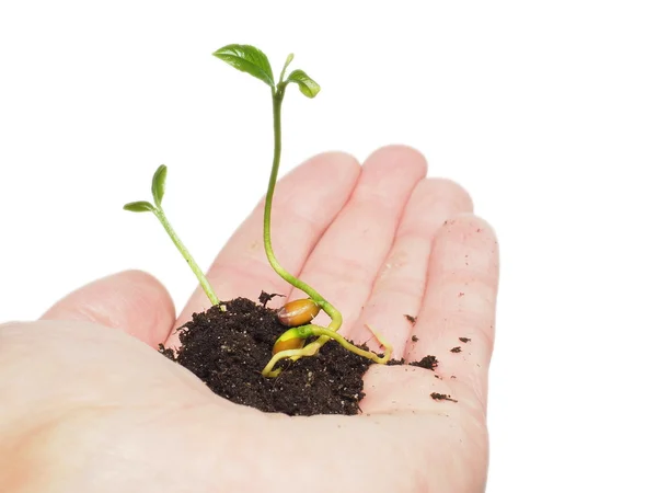 Pequeñas plantas jóvenes que brotan de semillas en el suelo dentro de la mano aisladas en blanco —  Fotos de Stock