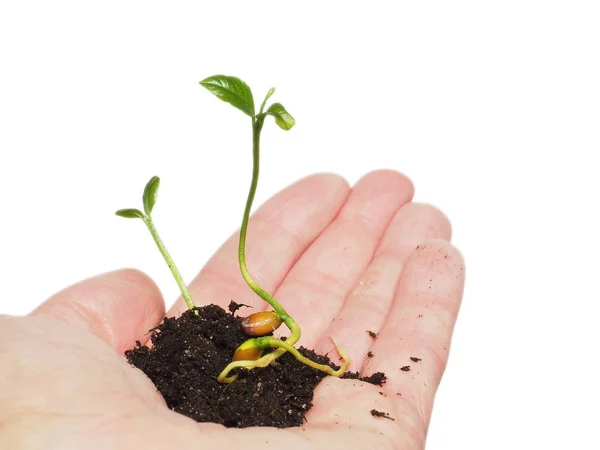 Pequeñas plantas jóvenes que brotan de semillas en el suelo dentro de la mano aisladas en blanco —  Fotos de Stock