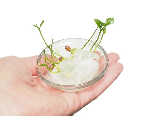 Крупный план маленькой стеклянной чаши с молодыми растениями — стоковое фото