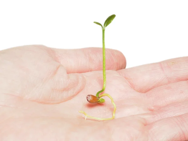 Semillas jóvenes brotando en una hermosa planta joven —  Fotos de Stock
