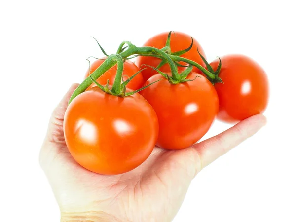 Persona sosteniendo un montón de tomates — Foto de Stock