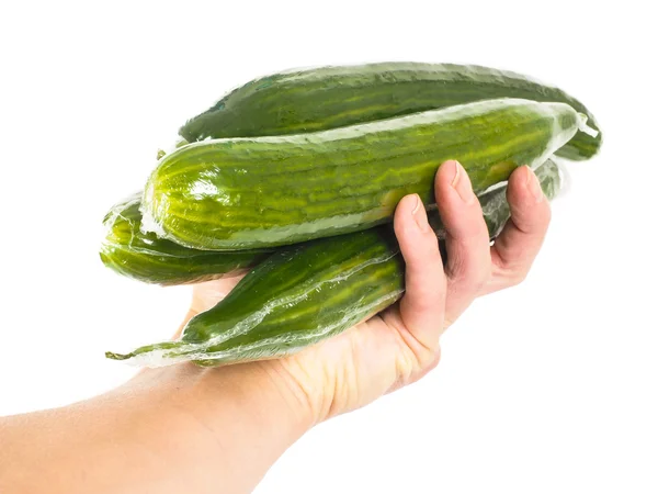 Kişi holding salatalık beyaz
