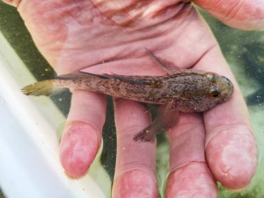 Gobiidae, small fish in hand of human, up close